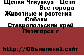 Щенки Чихуахуа › Цена ­ 12000-15000 - Все города Животные и растения » Собаки   . Ставропольский край,Пятигорск г.